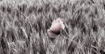 fleur.01
