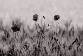 fleur.02
