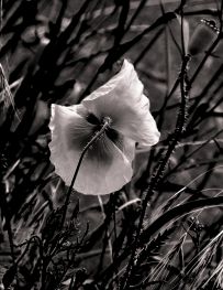 fleur.03