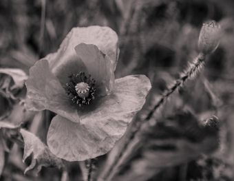 fleur.04