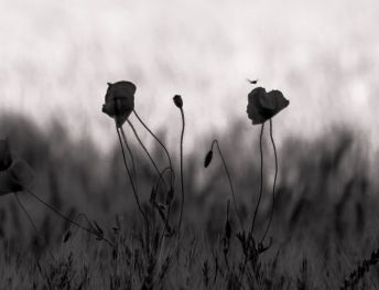 fleur.05