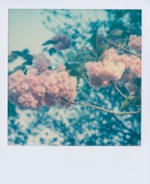 polaroid-fleur.01