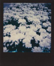 polaroid-fleur.02
