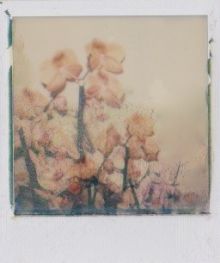 polaroid-fleur.03