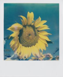 polaroid-fleur.04