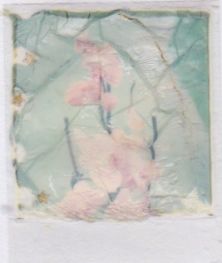 polaroid-fleur.05