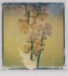 polaroid-fleur.07