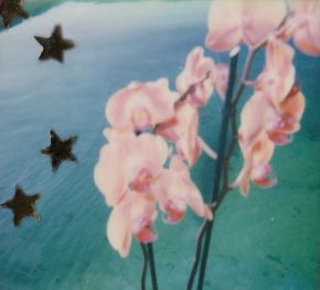 polaroid-fleur.08