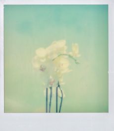 polaroid-fleur.09