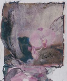 polaroid-fleur.11