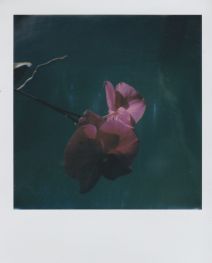 polaroid-fleur.12
