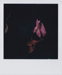 polaroid-fleur.13