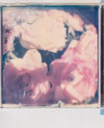 polaroid-fleur.14